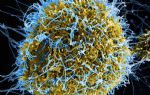 Çinli bilim insanları ağır semptomları olan mutant Ebola virüsü üretti