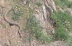 Hakkari`de bir kişi pancar toplarken çıngıraklı yılan gördü