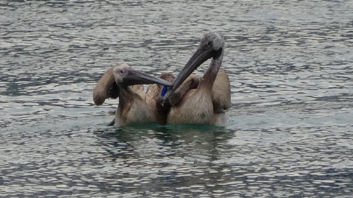 Mersin`de oltaya takılan iki pelikanı balıkçılar kurtardı