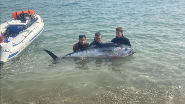 Mersin`de zıpkınla 150 kilogramlık orkinos avı