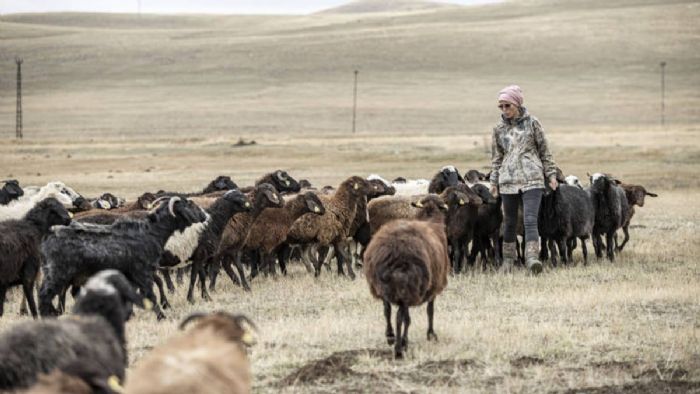 Erzurumlu mimar, hobi olarak 3 keçiyle başladığı hayvancılıkta sürü sahibi oldu