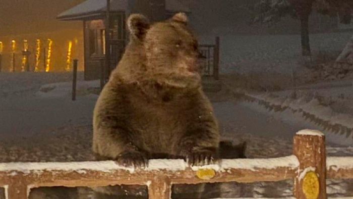 Uludağ`da kış uykusuna yatamayan ayılar