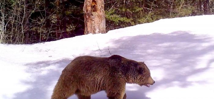 Kars`ta takip edilen ayılardan 6`sı kış uykusuna yattı