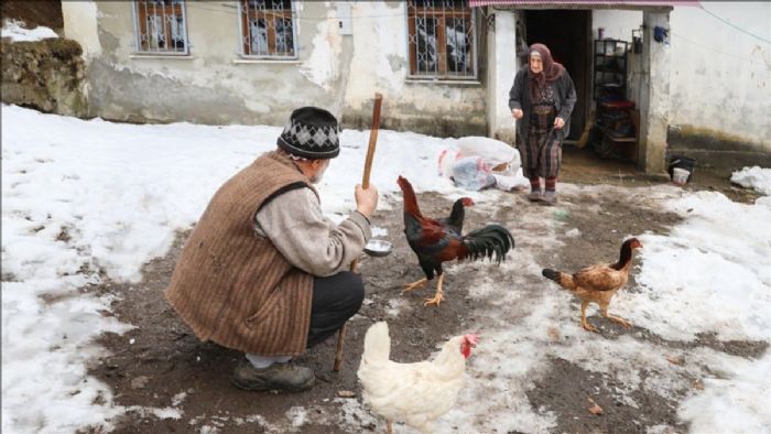 Trabzonlu Baki çifti, 66 yıldır hayvancılıkla geçiniyor