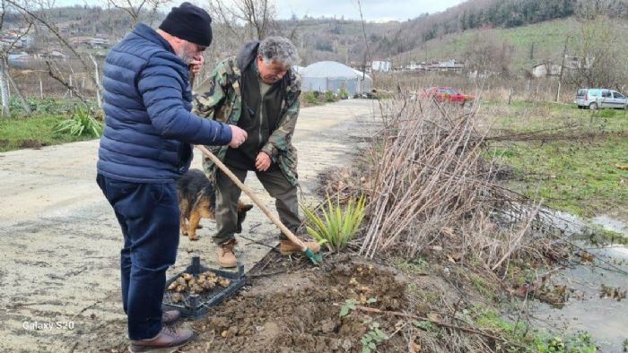 Yaşlanmaya karşı öneriliyor! Zonguldak`ta yer elmasının hasadına başlandı