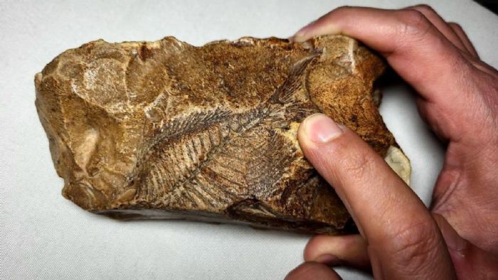 Adıyaman`da 15 milyon yıllık balık fosili bulundu
