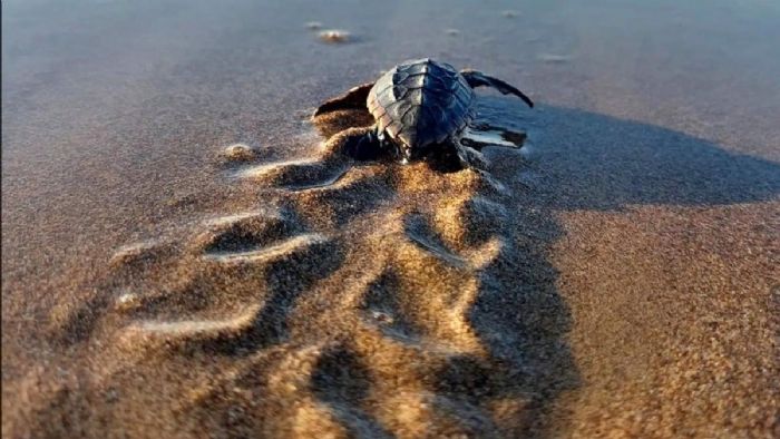 Antalya`da yavrulayacak deniz kaplumbağaları için önlemler