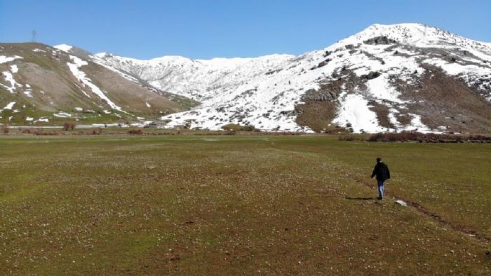 Bitlis`e bahar geldi: Kardelenlerden görsel şölen