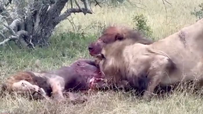 Afrika`da aslanlar düşman aslanı parçaladı: Ormanın kralını canlı canlı yediler