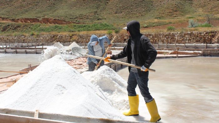 Sivas`ta 84 mineralli Fadlum tuzunun hasadına başlandı