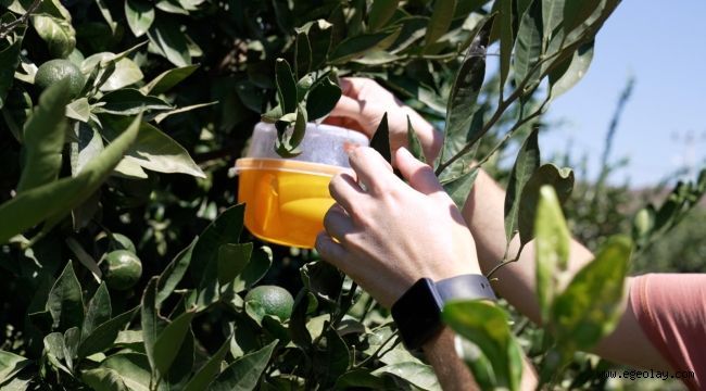 Büyükşehir?den üreticiye Akdeniz meyve sineği ile mücadele desteği