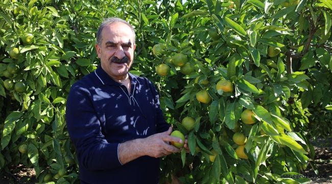 Yaş meyve sebze ürünlerinin ihracat şampiyonu mandalina