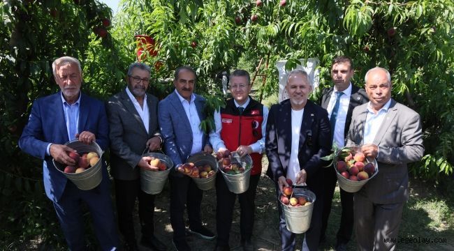 Şeftali ve nektarinde hasat coşkusu