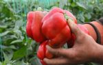 Antalya`da örtüaltı hasadı sürüyor: Fiyatlarda yüzde 50 düşüş