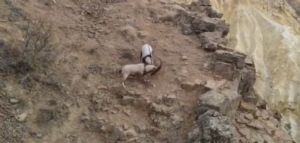 Sivas`ta dağ keçilerinin nefes kesen kavgası