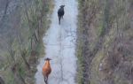 Giresun`da otlayan inekleri drone ile ahıra getirdi