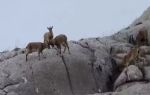 Erzurum`da onlarca dağ keçisi görüntülendi