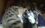 Kayseri`de sokakta gördüğü hamile kediyi sahiplendi
