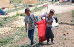 Adana`da tarım işçilerinin çocukları tarlalarda mesai yapıyor